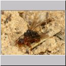 Myrmica sp - Ameisenpaarung 01d 8mm - Sandgrube Niedringhaussee.jpg